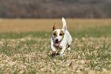 JACK RUSSEL 015